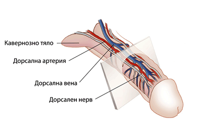 Пенисът